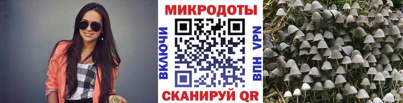 Псилоцибиновые грибы GOLDEN TEACHER  Стародуб 